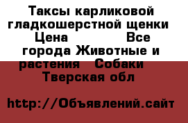 Таксы карликовой гладкошерстной щенки › Цена ­ 20 000 - Все города Животные и растения » Собаки   . Тверская обл.
